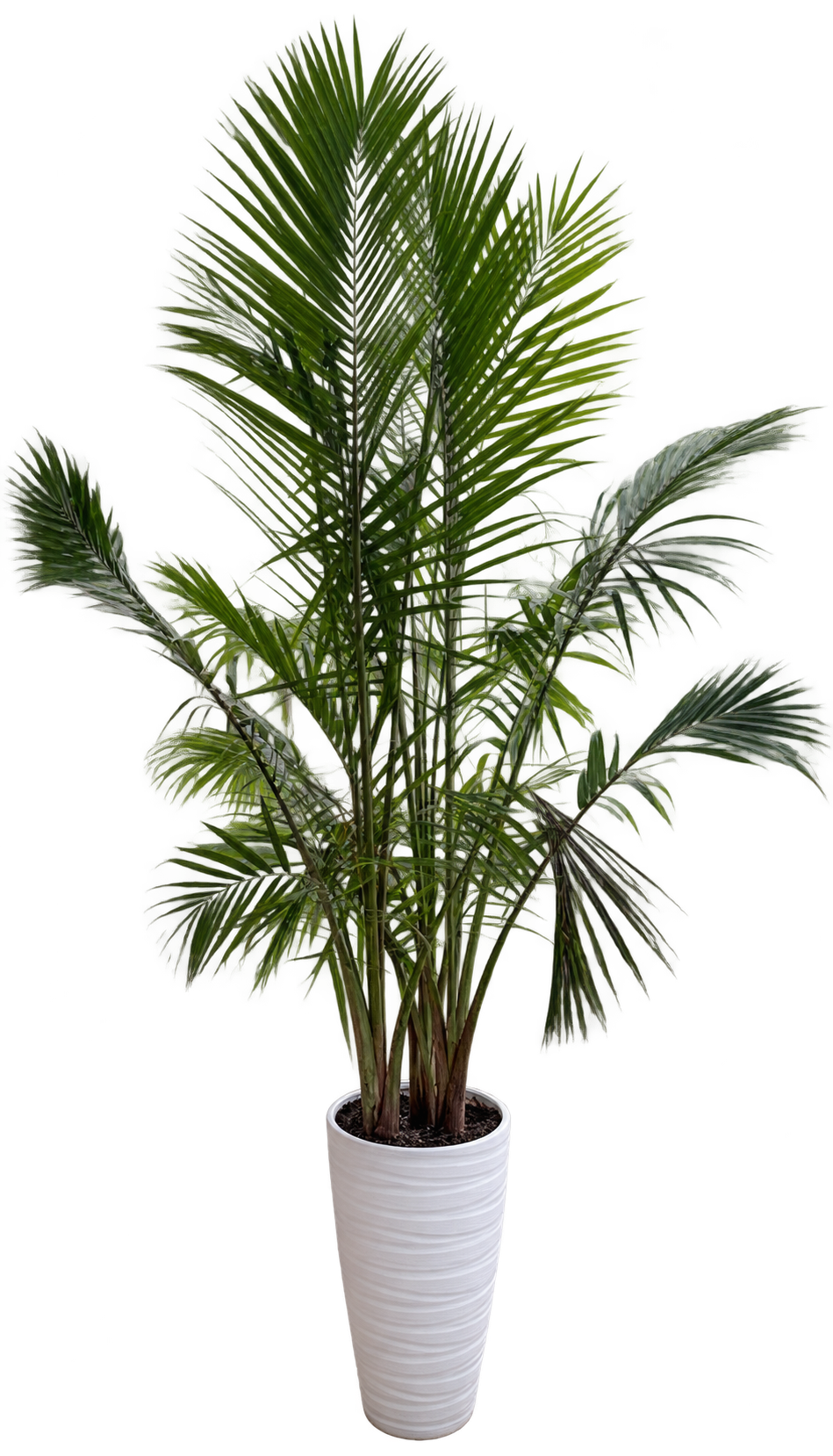 Tall live palm with long green fronds in a white decorative planter, front view.